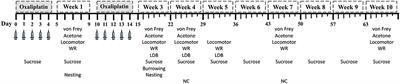 Impact of Dose, Sex, and Strain on Oxaliplatin-Induced Peripheral Neuropathy in Mice